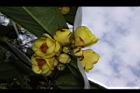 大葉金花茶-花04.JPG
