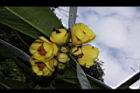 大葉金花茶-花07.JPG