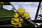 大葉金花茶-花13.JPG