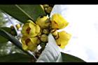 大葉金花茶-花15.JPG