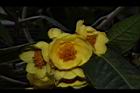 大葉金花茶-花16.JPG