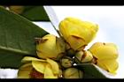 大葉金花茶-花18.JPG