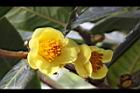 大葉金花茶-花22.JPG