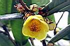 大葉金花茶-花24.jpg