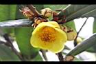 大葉金花茶-花25.JPG