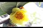 大葉金花茶-花26.JPG