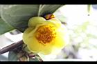 大葉金花茶-花27.JPG