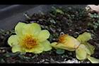 大葉金花茶-花29.JPG