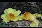 大葉金花茶-花30.JPG