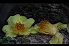 大葉金花茶-花31.JPG