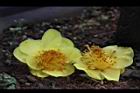 大葉金花茶-花34.JPG