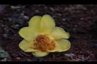 大葉金花茶-花36.JPG