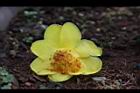 大葉金花茶-花37.JPG