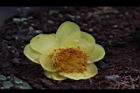 大葉金花茶-花38.JPG