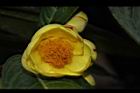 大葉金花茶-花41.JPG