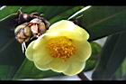大葉金花茶-花43.JPG