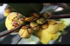 大葉金花茶-花苞01.JPG