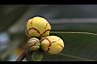 大葉金花茶-花苞04.JPG