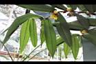 大葉金花茶-葉背02.JPG