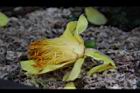 大葉金花茶-連蕊花1.JPG