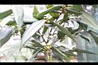 大葉金花茶03.JPG