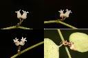 風不動-花1.jpg