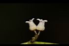 風不動-花00.JPG