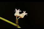 風不動-花07.JPG
