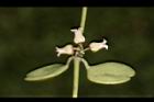 風不動-花26.JPG