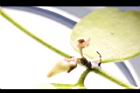 風不動-花29.JPG