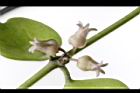 風不動-花39.JPG