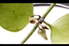 風不動-花40.JPG