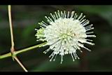 風箱樹-花29.JPG