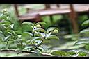 風箱樹-實00.jpg