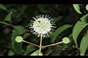 風箱樹-花12.JPG