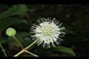 風箱樹-花16.JPG