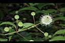 風箱樹-花序02.JPG