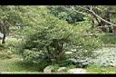 風箱樹00.jpg