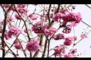 風鈴木-花02.JPG