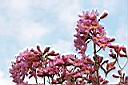風鈴木-花03.jpg