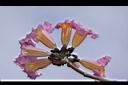 風鈴木-花06.JPG