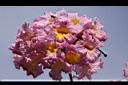 風鈴木-花07.JPG