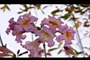 風鈴木-花08.JPG