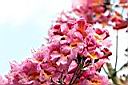 風鈴木-花09.jpg