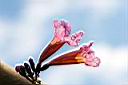 風鈴木-花10.jpg