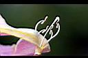 風鈴木-花蕊0.jpg