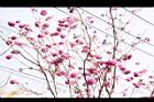 風鈴木-花00.JPG