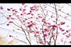 風鈴木-花01.JPG