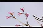 風鈴木-花05.JPG