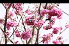 風鈴木-花13.JPG